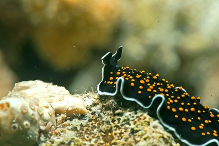 gold-dotted flatworm (thysanozoon sp.)の写真素材