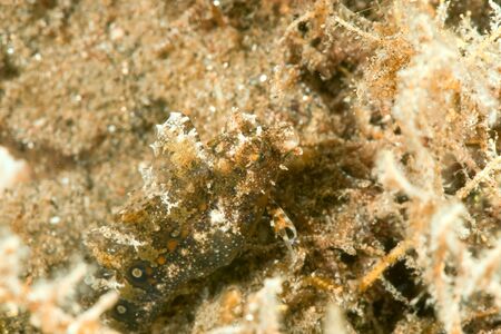 highfin sabretooth blenny (petroscirtes mitratus)