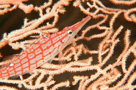 longnose hawkfish (oxycirrhites typus)の写真素材