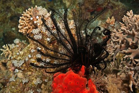 sawtooted feather star (oligometra serripinna)の写真素材