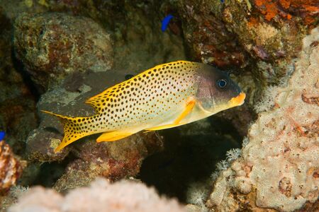 blackspotted sweetlips (plectorhinchus gaterinus)の写真素材