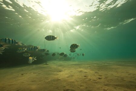 ocean, coral, sun and fishの写真素材