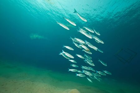 foldlip mullet (oedalechilus labiosus)の写真素材