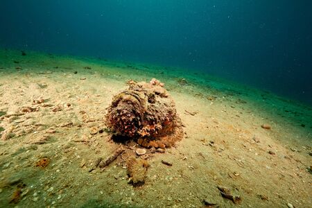 stonefish (synanceia verrucosa)の写真素材