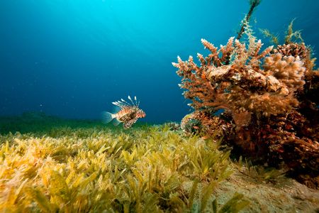 coral, ocean and lionfishの写真素材