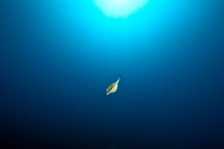 boxfish, sun and oceanの写真素材