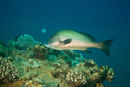 black sweetlips (plectorhinchus sordidus)の写真素材