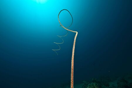 yellow wire coral (cirrpathes anguina)の写真素材