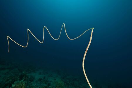 yellow wire coral (cirrpathes anguina)の写真素材