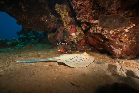 coral and bluespotted stingrayの写真素材