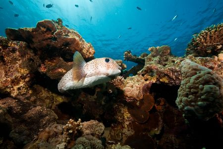 porcupinefish (diodon hystrix)