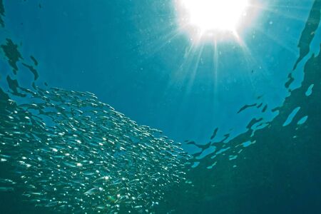 striped mackerel (rastrelliger kanagurta)の写真素材