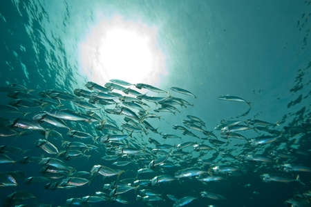 striped mackerel (rastrelliger kanagurta)の写真素材