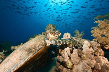 hawksbill turtle (eretmochelys imbricata)の写真素材
