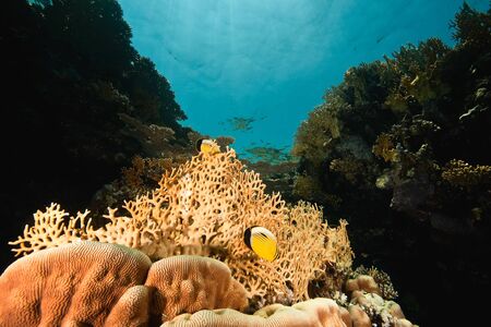 ocean, coral and fish