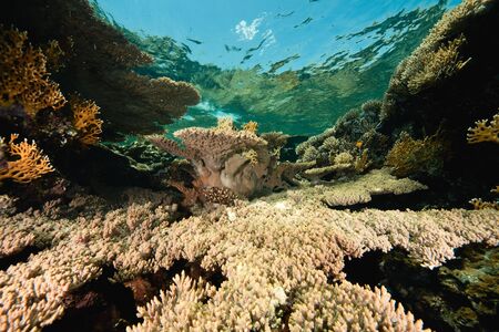 ocean, coral and fishの写真素材