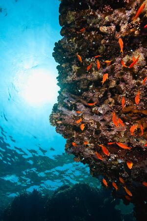 ocean, coral and fish
