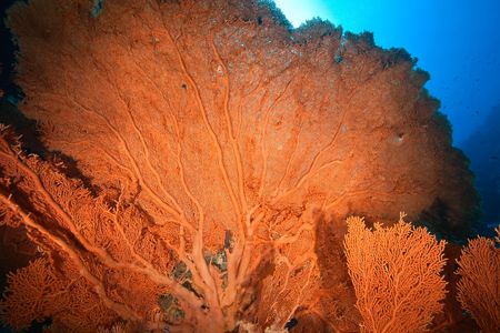 ocean, seafan and fishの写真素材