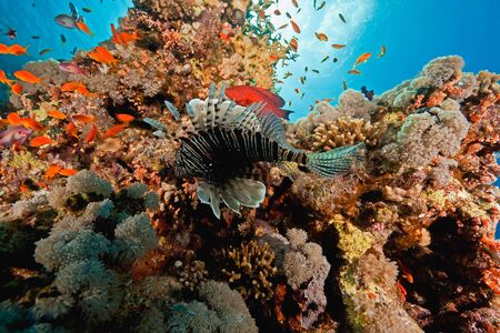 ocean, coral and fishの写真素材