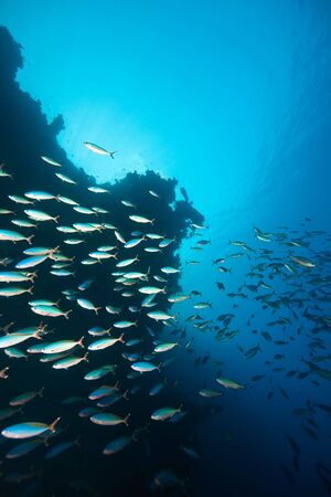 ocean, coral and fishの写真素材