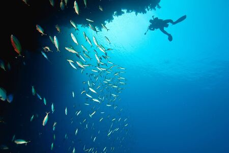 ocean, coral and fishの写真素材