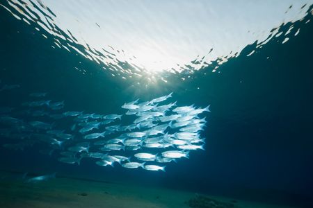 ocean, sun and foldlip mulletの写真素材