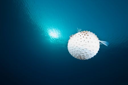 ocean, sun and yellowspotted burrfishの写真素材