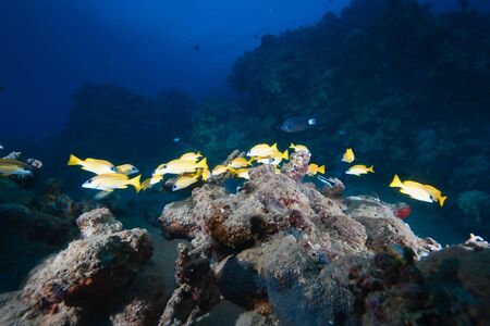 ocean, sun and  blue-striped snapper