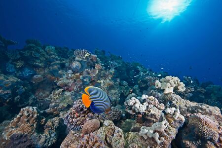 ocean, sun and fish