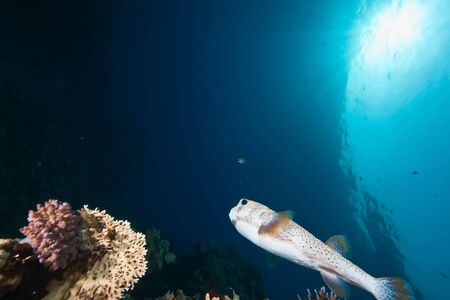 ocean, sun andporcupinefishの写真素材