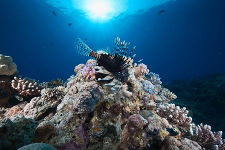 ocean, sun and lionfishの写真素材