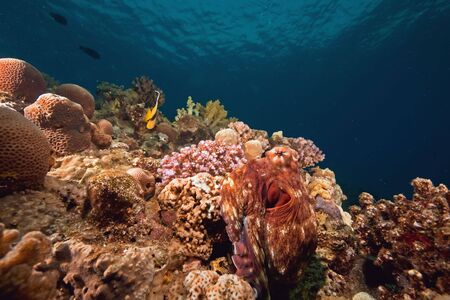 ocean, sun and octopusの写真素材