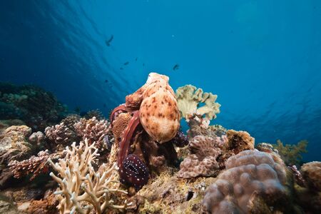 ocean, sun and octopusの写真素材