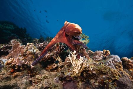 ocean, sun and octopusの写真素材