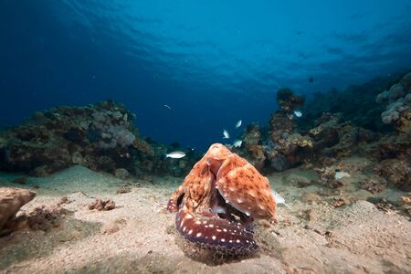 ocean, sun and octopusの写真素材
