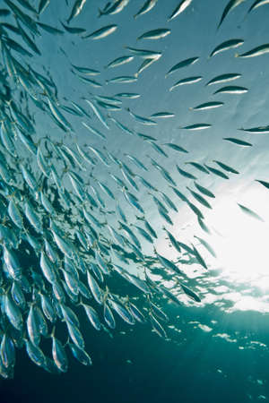 ocean, sun and  striped mackerelの写真素材