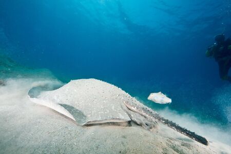 ocean, sun and porcupine rayの写真素材