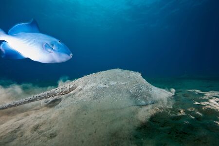 ocean, sun and porcupine rayの写真素材
