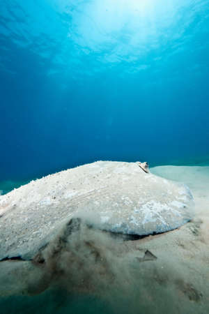 ocean, sun and porcupine rayの写真素材
