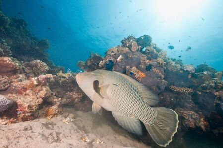 ocean, sun and napoleonfishの写真素材