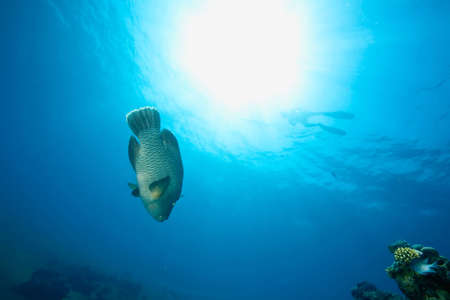 ocean, sun and napoleonfishの写真素材