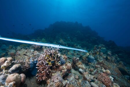 ocean, sun and cornetfishの写真素材