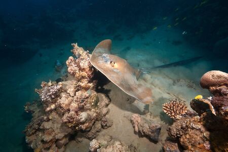 ocean, coral and  feathertail stingrayの写真素材