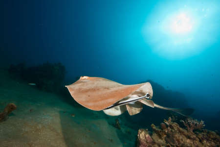 ocean, coral and  feathertail stingrayの写真素材