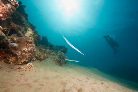 ocean, sun and diverの写真素材