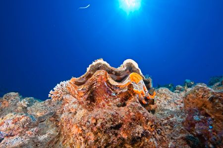 ocean, sun andgiant clamの写真素材