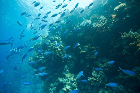 coral and fishの写真素材