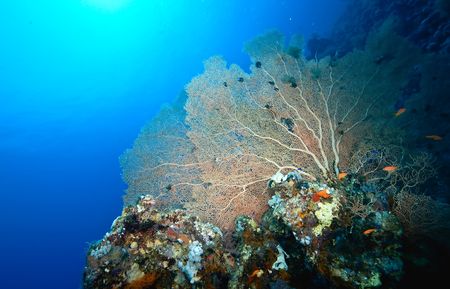 coral and fishの写真素材