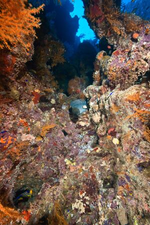 coral and fish