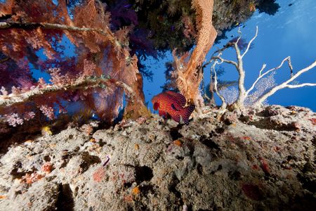 ocean, fish and coralの写真素材